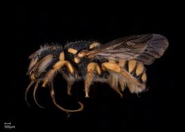   Pseudoanthidium canariense nbsp;female lateral habitus, photo: Scott Adams 
